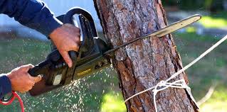 How Our Tree Care Process Works  in  Alvord, TX