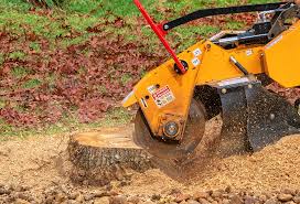 Tree and Shrub Care in Alvord, TX
