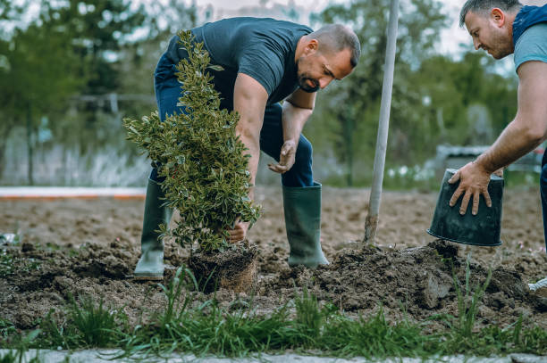 Best Lawn Pest Prevention  in Alvord, TX