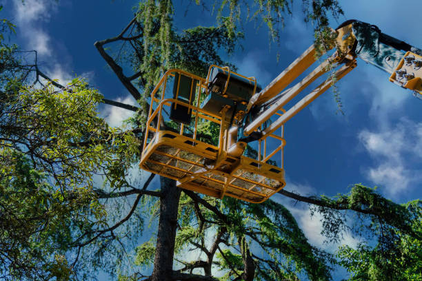 Alvord, TX Tree Services Company